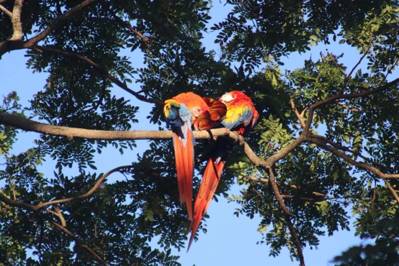 House Of The Macaws Panzió Tárcoles Kültér fotó
