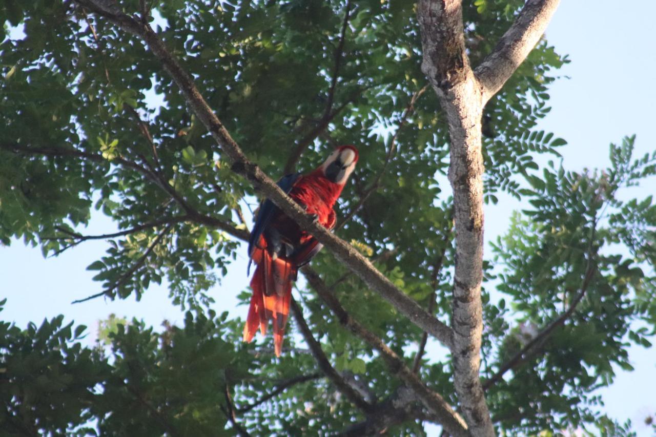 House Of The Macaws Panzió Tárcoles Kültér fotó