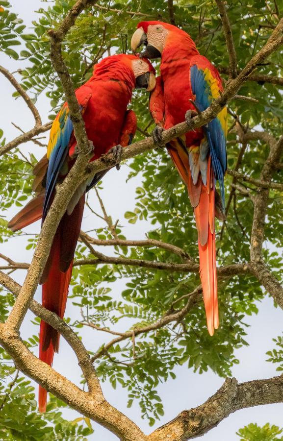House Of The Macaws Panzió Tárcoles Kültér fotó